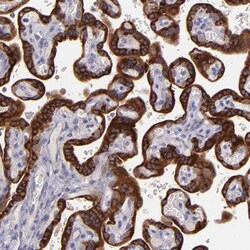 Invitrogen PAPPA Polyclonal Antibody 100 &mu;L; Unconjugated:Antibodies,