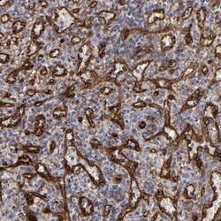 Invitrogen NHERF2 Polyclonal Antibody 100 &mu;L; Unconjugated:Antibodies,