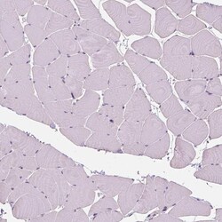 Invitrogen SOX9 Polyclonal Antibody 100 &mu;L; Unconjugated:Antibodies,