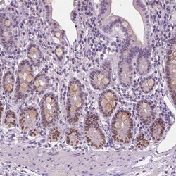 Invitrogen SOX9 Polyclonal Antibody 100 &mu;L; Unconjugated:Antibodies,
