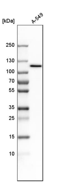 Invitrogen MYO1C Polyclonal Antibody 100 &mu;L; Unconjugated:Antibodies,