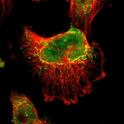 Invitrogen BRD8 Polyclonal Antibody 100 &mu;L; Unconjugated:Antibodies,