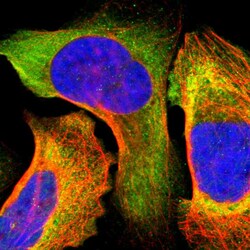 Invitrogen IRF9 Polyclonal Antibody 100 &mu;L; Unconjugated:Antibodies,