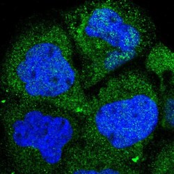 Invitrogen PKC delta Polyclonal Antibody 100 &mu;L; Unconjugated:Antibodies,
