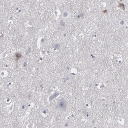 Invitrogen LRG1 Polyclonal Antibody 100 &mu;L; Unconjugated:Antibodies,