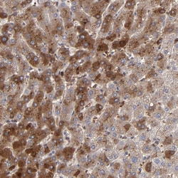 Invitrogen LRG1 Polyclonal Antibody 100 &mu;L; Unconjugated:Antibodies,