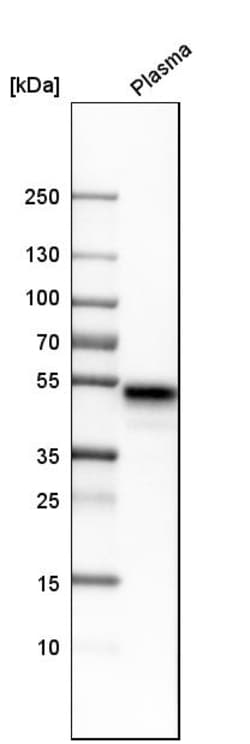 Invitrogen LRG1 Polyclonal Antibody 100 &mu;L; Unconjugated:Antibodies,