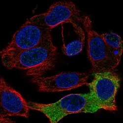 Invitrogen FIBB Polyclonal Antibody 100 &mu;L; Unconjugated:Antibodies,