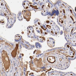 Invitrogen FIBB Polyclonal Antibody 100 &mu;L; Unconjugated:Antibodies,