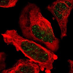 Invitrogen TRF2 Polyclonal Antibody 100 &mu;L; Unconjugated:Antibodies,