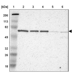 Invitrogen TRF2 Polyclonal Antibody 100 &mu;L; Unconjugated:Antibodies,