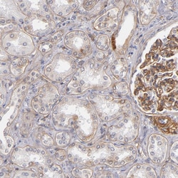 Invitrogen Laminin gamma-1 Polyclonal Antibody 100 &mu;L; Unconjugated:Antibodies,