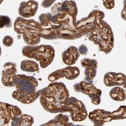 Invitrogen Laminin gamma-1 Polyclonal Antibody 100 &mu;L; Unconjugated:Antibodies,