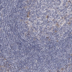 Invitrogen Laminin gamma-1 Polyclonal Antibody 100 &mu;L; Unconjugated:Antibodies,
