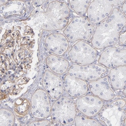 Invitrogen Laminin gamma-1 Polyclonal Antibody 100 &mu;L; Unconjugated:Antibodies,