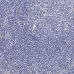 Invitrogen Laminin gamma-1 Polyclonal Antibody 100 &mu;L; Unconjugated:Antibodies,