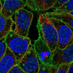 Invitrogen FGR Polyclonal Antibody 100 &mu;L; Unconjugated:Antibodies,