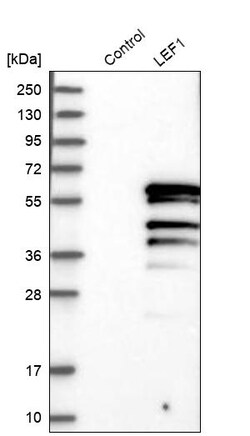 Invitrogen LEF1 Polyclonal Antibody 100 &mu;L; Unconjugated:Antibodies,
