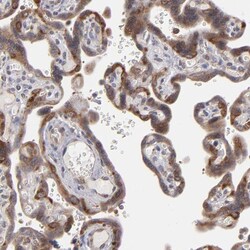 Invitrogen SND1 Polyclonal Antibody 100 &mu;L; Unconjugated:Antibodies,