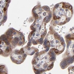 Invitrogen SND1 Polyclonal Antibody 100 &mu;L; Unconjugated:Antibodies,