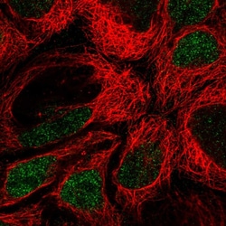 Invitrogen IRF8 Polyclonal Antibody 100 &mu;L; Unconjugated:Antibodies,