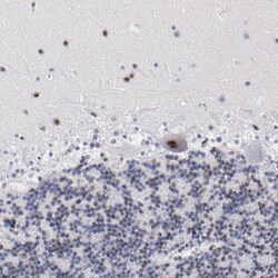 Invitrogen c-Raf Polyclonal Antibody 100 &mu;L | Buy Online | Invitrogen&trade; | Fisher Scientific