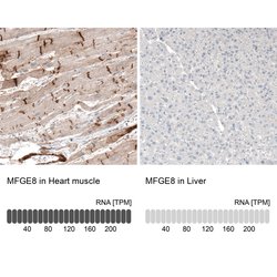 MFGE8 (Lactadherin) Polyclonal Antibody, Invitrogen 100 &mu;L; Unconjugated:Antibodies,
