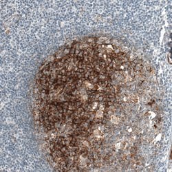 MFGE8 (Lactadherin) Polyclonal Antibody, Invitrogen 100 &mu;L; Unconjugated:Antibodies,