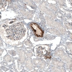 MFGE8 (Lactadherin) Polyclonal Antibody, Invitrogen 100 &mu;L; Unconjugated:Antibodies,