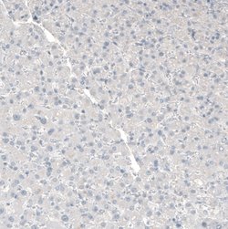 MFGE8 (Lactadherin) Polyclonal Antibody, Invitrogen 100 &mu;L; Unconjugated:Antibodies,