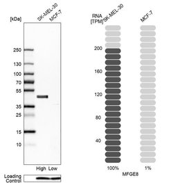 MFGE8 (Lactadherin) Polyclonal Antibody, Invitrogen 100 &mu;L; Unconjugated:Antibodies,
