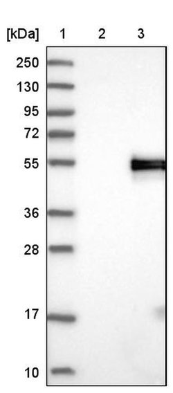 MFGE8 (Lactadherin) Polyclonal Antibody, Invitrogen 100 &mu;L; Unconjugated:Antibodies,