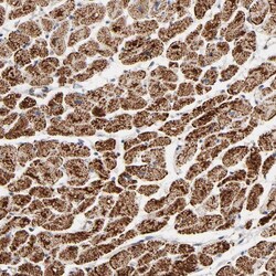 Invitrogen UQCRC1 Polyclonal Antibody 100 &mu;L; Unconjugated:Antibodies,