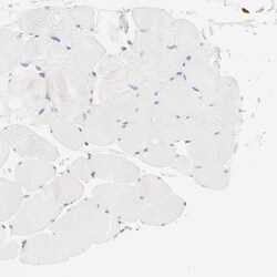 Invitrogen Filamin A Polyclonal Antibody 100 &mu;L; Unconjugated:Antibodies,