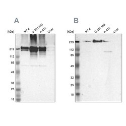 Invitrogen Filamin A Polyclonal Antibody 100 &mu;L; Unconjugated:Antibodies,