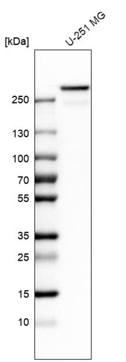 Invitrogen Filamin A Polyclonal Antibody 100 &mu;L; Unconjugated:Antibodies,
