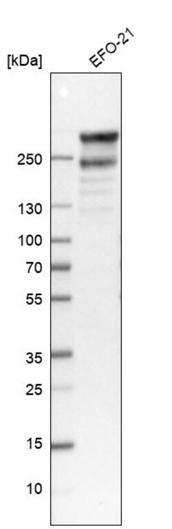 Invitrogen Filamin A Polyclonal Antibody 100 &mu;L; Unconjugated:Antibodies,
