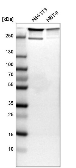 Invitrogen Filamin A Polyclonal Antibody 100 &mu;L; Unconjugated:Antibodies,