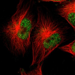 Invitrogen C/EBP epsilon Polyclonal Antibody 100 &mu;L; Unconjugated:Antibodies,