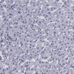 Invitrogen C/EBP epsilon Polyclonal Antibody 100 &mu;L; Unconjugated:Antibodies,