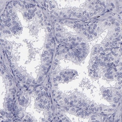Invitrogen C/EBP epsilon Polyclonal Antibody 100 &mu;L; Unconjugated:Antibodies,