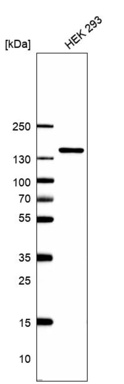Invitrogen CECR2 Polyclonal Antibody 100 &mu;L | Buy Online | Invitrogen&trade; | Fisher Scientific