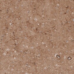 Invitrogen NG2 Polyclonal Antibody 100 &mu;L; Unconjugated:Antikroppar