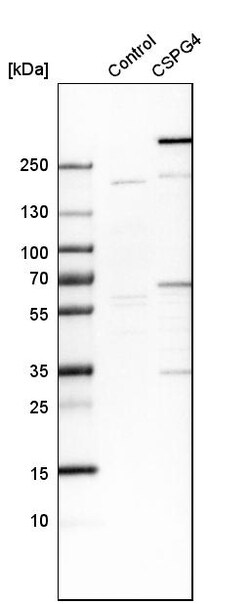 Invitrogen NG2 Polyclonal Antibody 100 &mu;L; Unconjugated:Antikroppar
