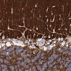 Invitrogen CADM3 Polyclonal Antibody 100 &mu;L; Unconjugated:Antibodies,