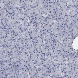 Invitrogen CADM3 Polyclonal Antibody 100 &mu;L; Unconjugated:Antibodies,