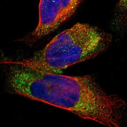 Invitrogen Cathepsin S Polyclonal Antibody 100 &mu;L; Unconjugated:Antibodies,