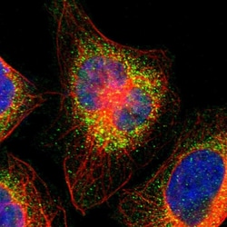 Invitrogen GNAZ Polyclonal Antibody 100 &mu;L; Unconjugated:Antibodies,