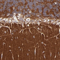 Invitrogen GNAZ Polyclonal Antibody 100 &mu;L; Unconjugated:Antibodies,