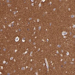 Invitrogen GNAZ Polyclonal Antibody 100 &mu;L; Unconjugated:Antibodies,